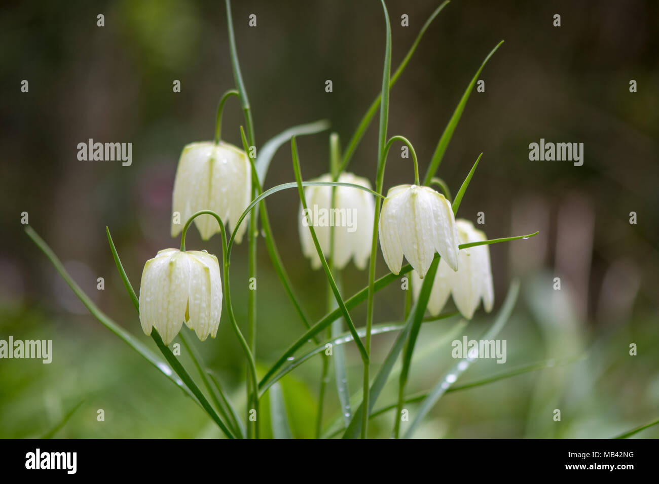 White-flowered snake's head fritillaries (Fritillaria meleagris). White bell-shaped flowers on Spring-flowering bulbs, in the family Liliaceae. Stock Photo