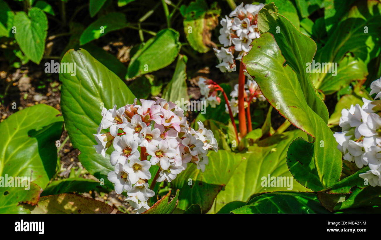 Bergenia Cordifolia flowers closeup 1. Stock Photo