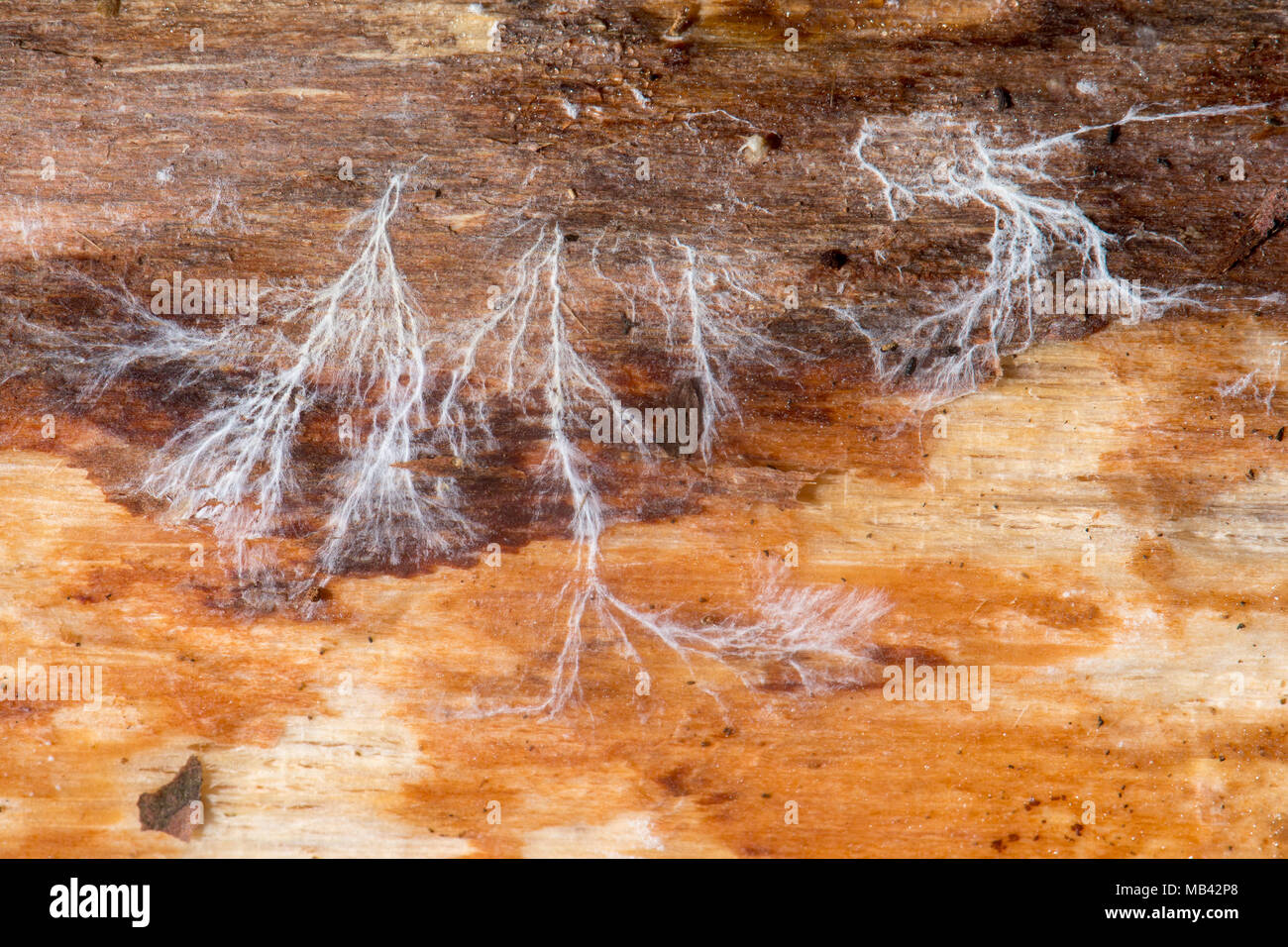 Fungal mycelium on dead wood. Mass branching of vegetative part of fungus, exposed by removing bark on dead coniferous log Stock Photo