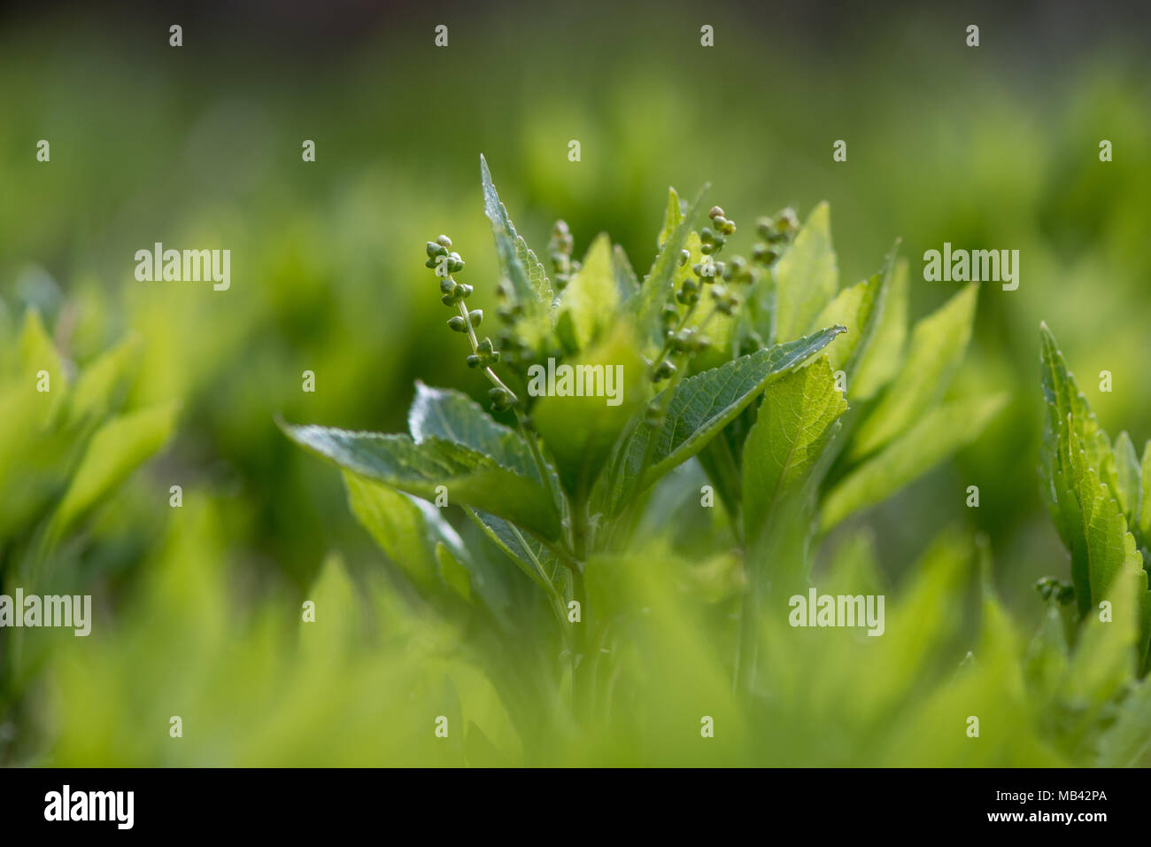 Dog's mercury (Mercurialis perennis) growing in wood. Mass of woodland plants in flower in British spring, in the family Euphorbiaceae Stock Photo