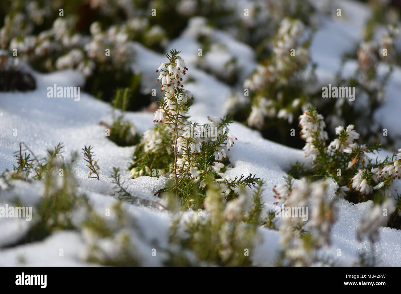 White heather (Erica sp.) flowering in the snow. White flowers of a common heather plant in the family Ericaceae Stock Photo