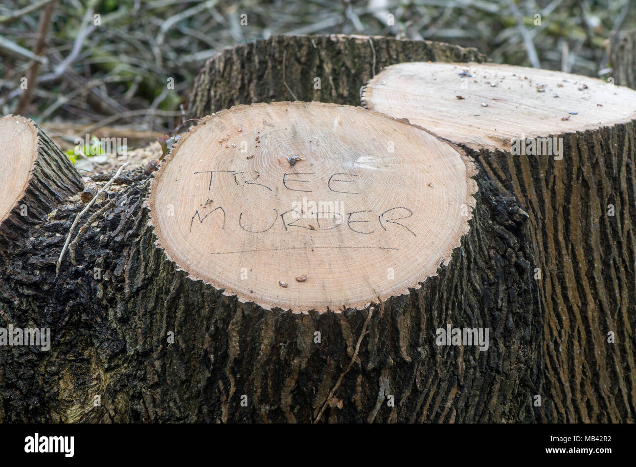 Tree Murder written on felled tree. A local has expressed displeasure with decision to cut down large deciduous tree in Bath, Somerset, UK Stock Photo