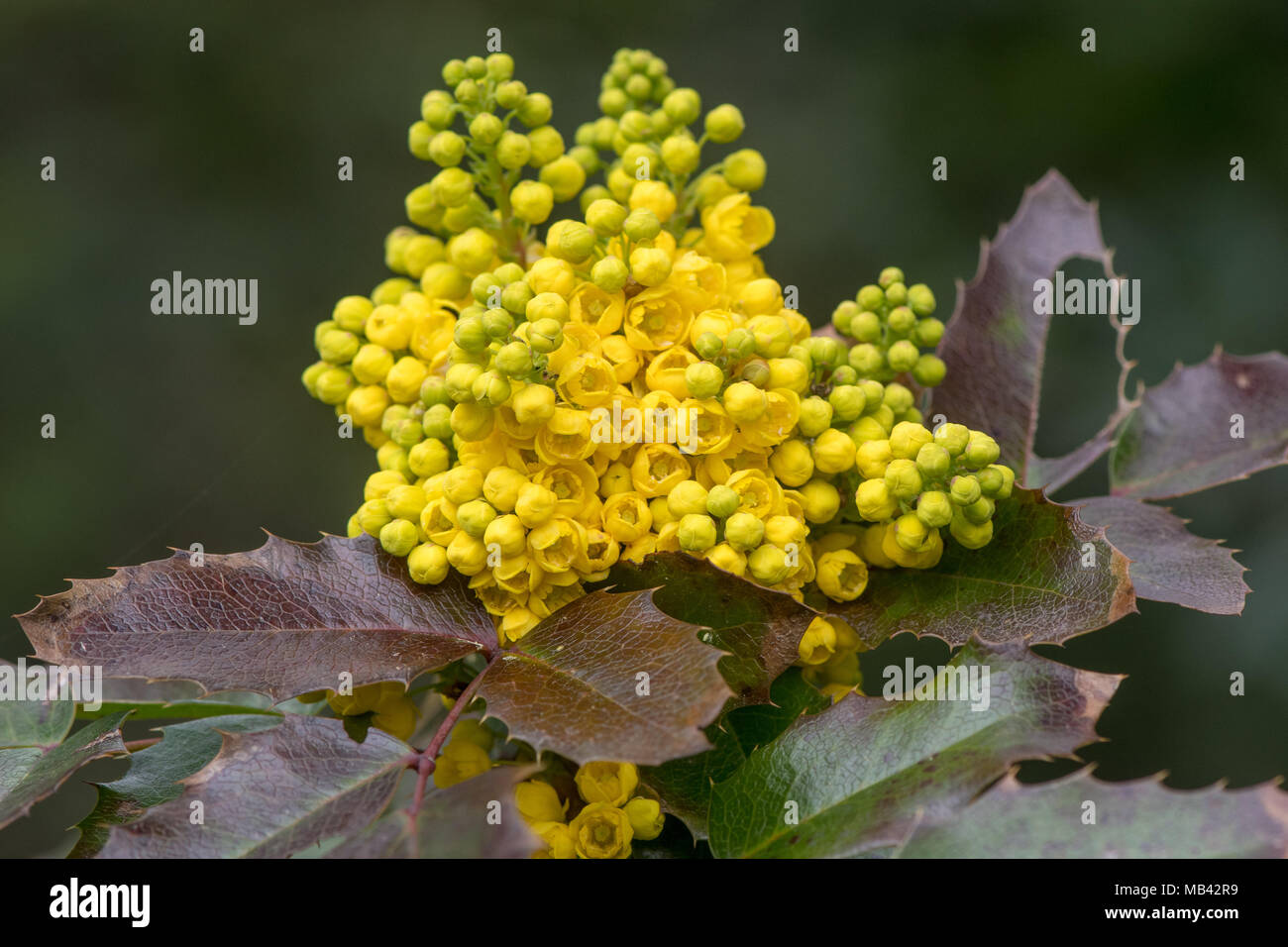 Oregon grape (Mahonia aquifolium) in flower. Cluster of yellow flowers on evergreen shrub in the family Berberidaceae Stock Photo