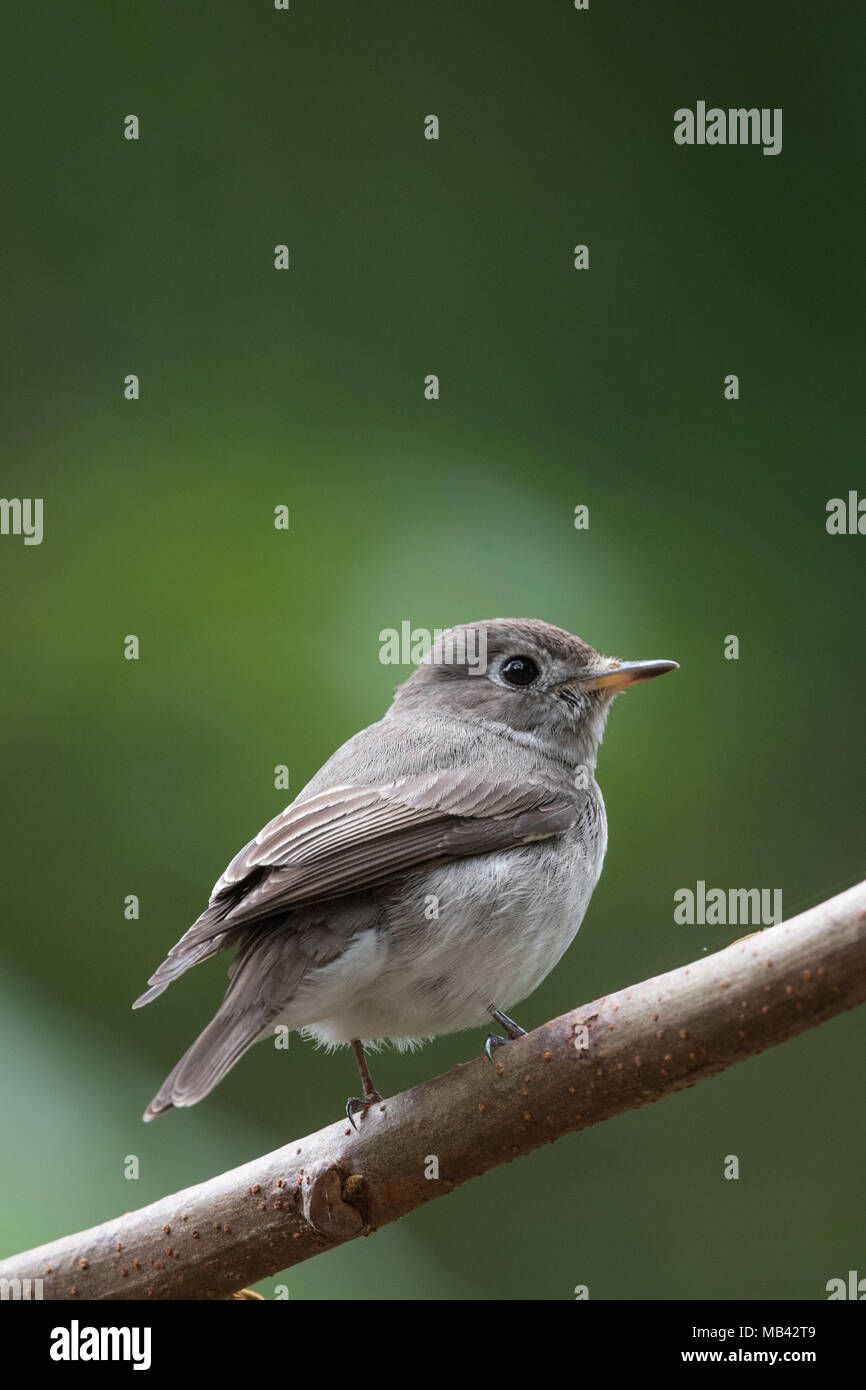 The Asian brown flycatcher (Muscicapa dauurica) is a small passerine bird in the flycatcher family Muscicapidae. Stock Photo
