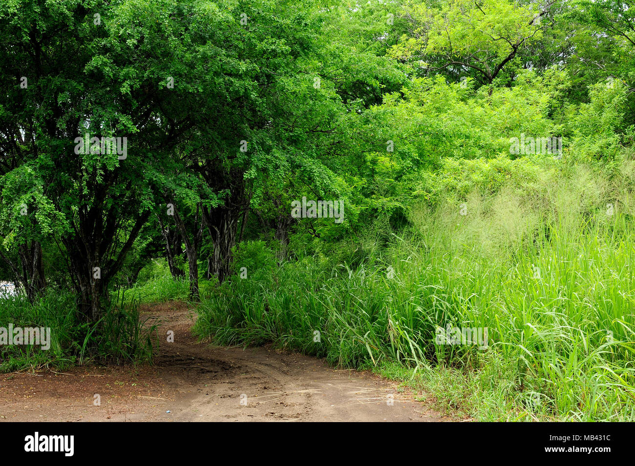 Lush vegetation surrounds the hiking trails along Paloma Beach in the Gulf of Papagayo of Costa Rica. Stock Photo