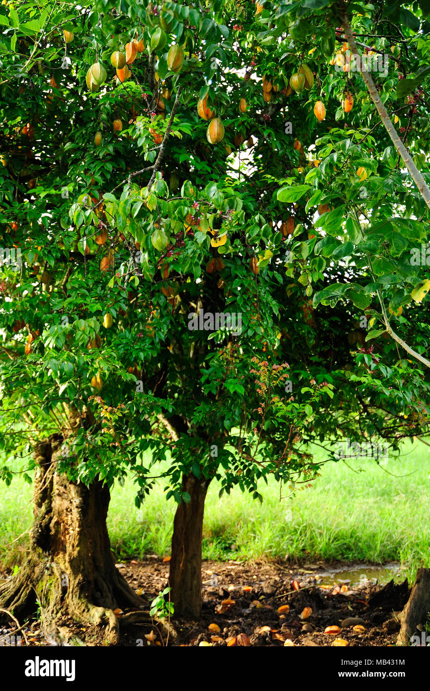 A starfruit tree offers beauty and afternoon snacks on the EARTH University campus in Costa Rica. Stock Photo