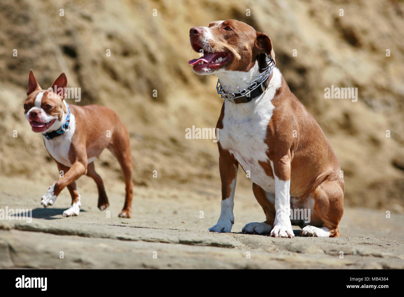 Boston pitbull on sale terrier