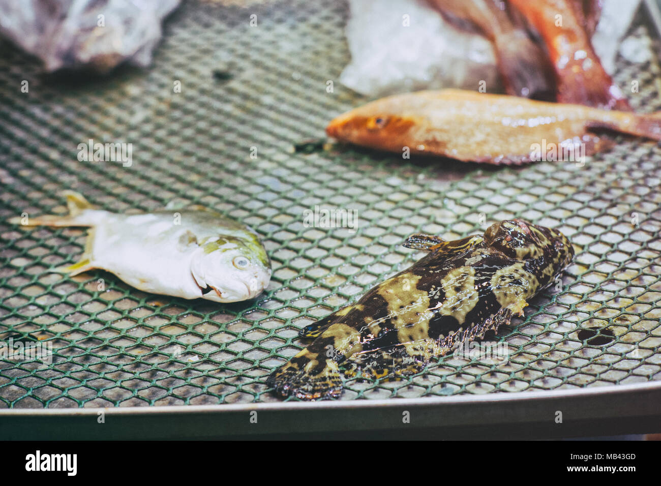 scene of hong kong fish market, promfret and grouper Stock Photo Alamy
