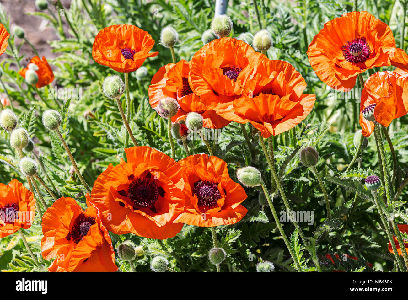 blooming wild red poppy flowers in spring, closeup view Stock Photo