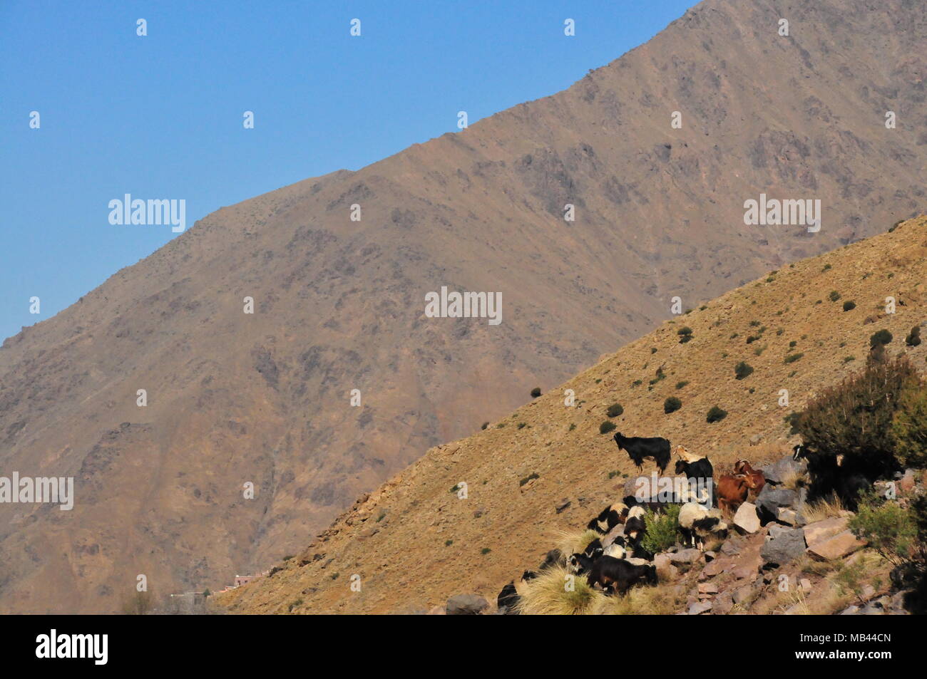 Grazing goats on the slope of the Moroccan High Atlas Mountains. 2013 ...