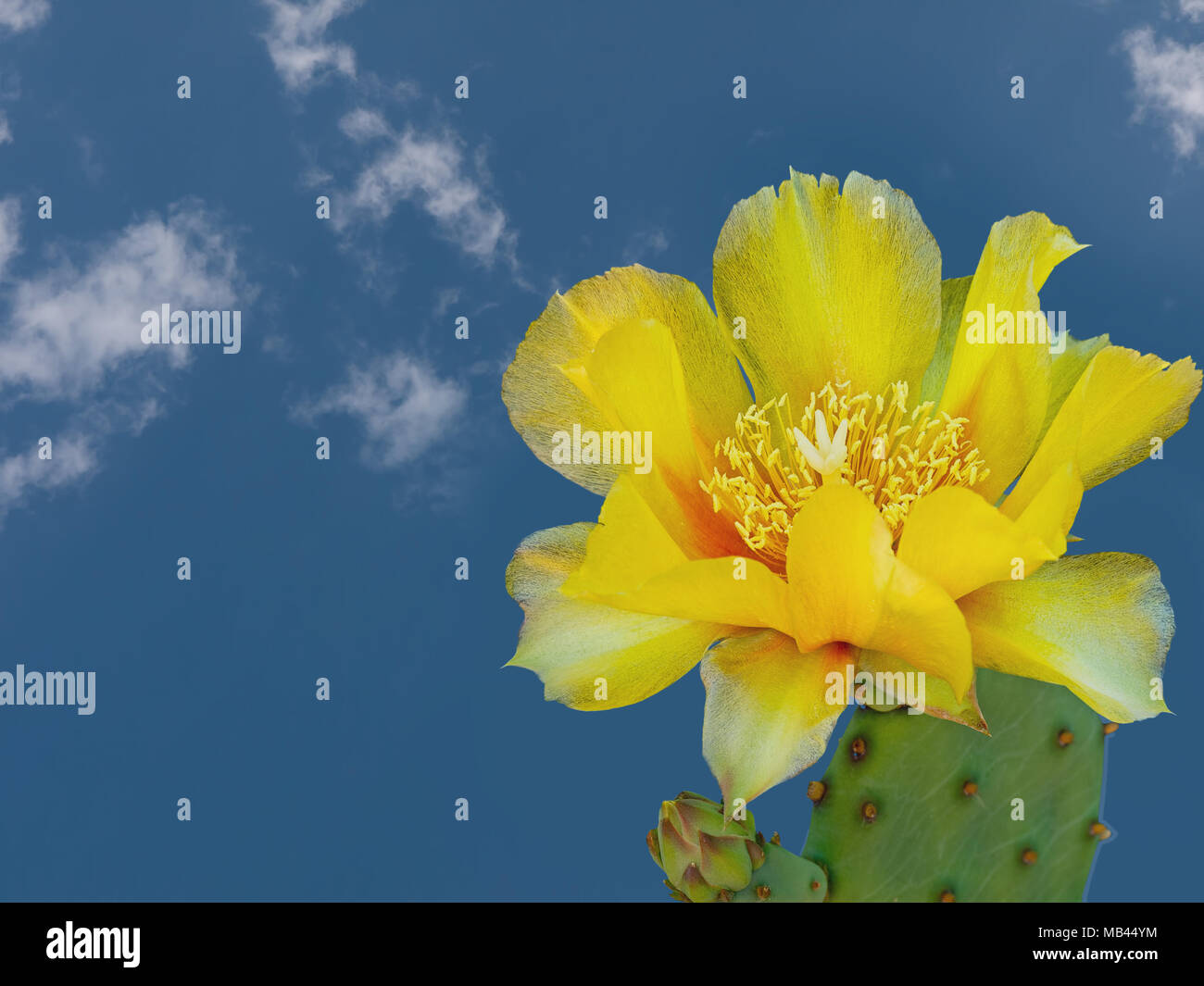 Opuntia ficus-indica. Indian fig in flower. Stock Photo