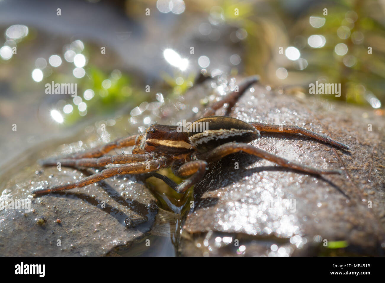 Raft spider (Dolomedes plantarius), Surrey, UK Stock Photo