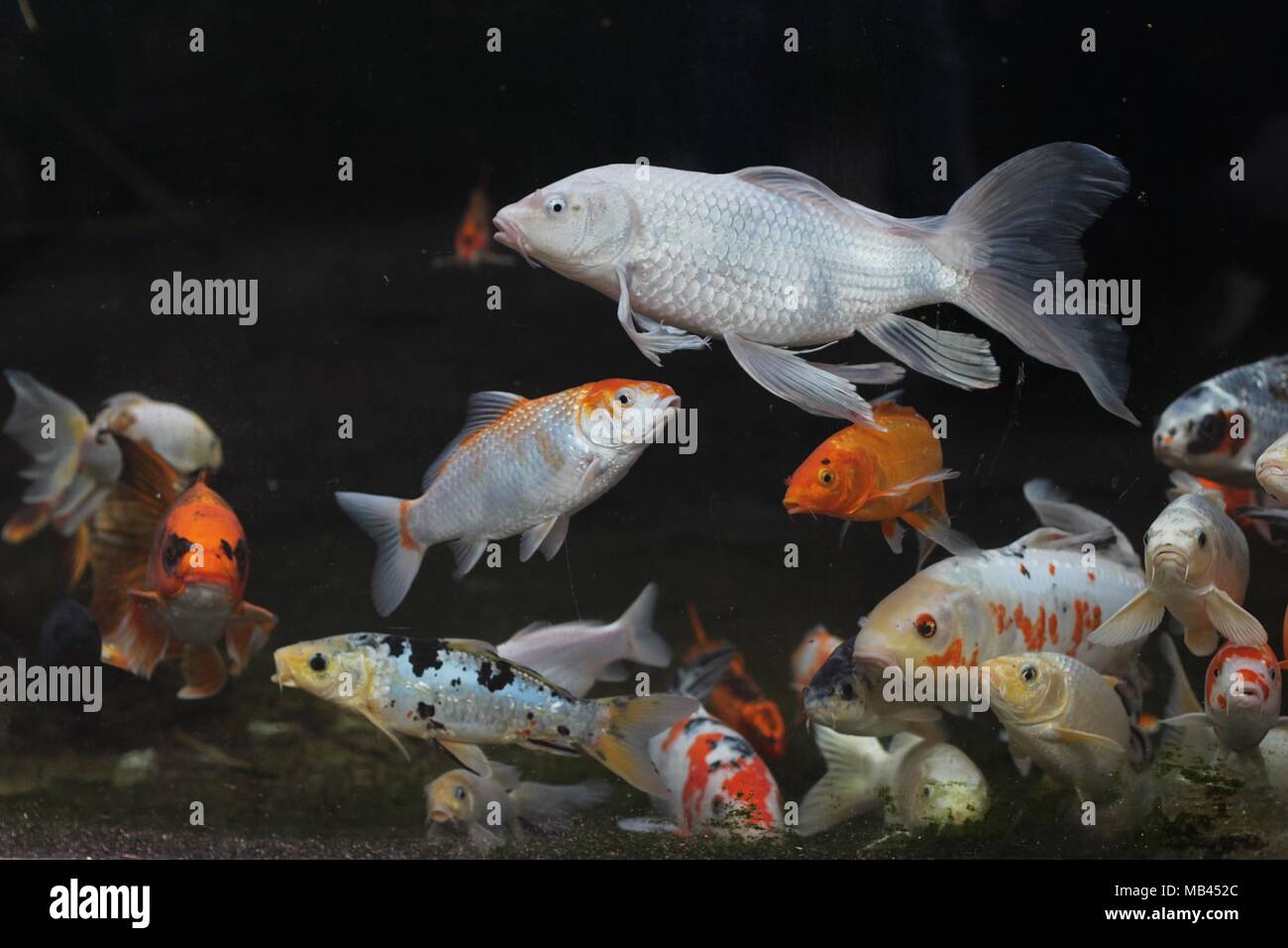 Japanese koi on sale carp fish
