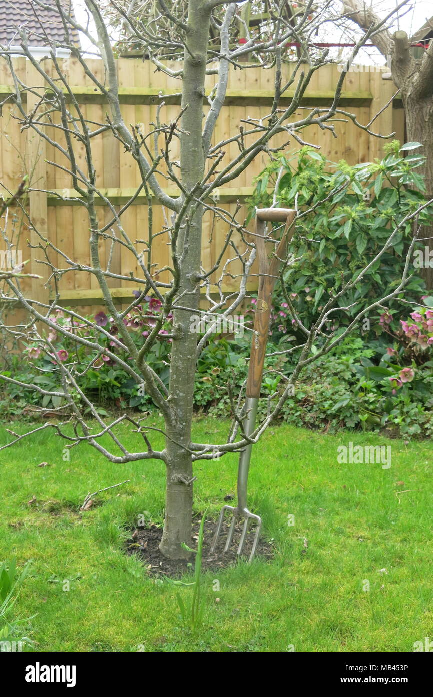 Five columnar, minarette fruit trees don't take up much space in a small garden, but produce heavy crops of apple, pear, plum, damson and greengage. Stock Photo