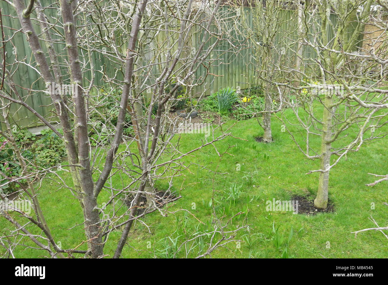 Columnar Apples – Growing Fruits in the Small Home Orchard