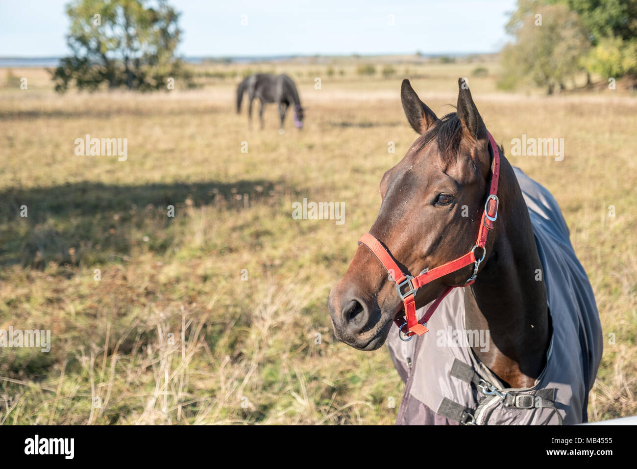 Horses grazing by lake Hornborga in the countryside of Västergötland during autumn in Sweden Stock Photo