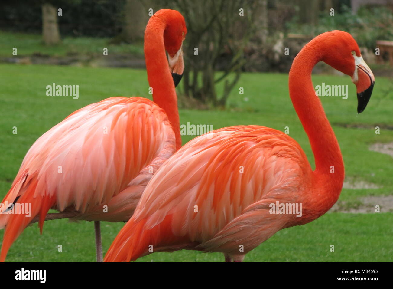 A pair of brightly coloured flamingos, whose orange plumage is very striking against the fresh green grass of spring time Stock Photo