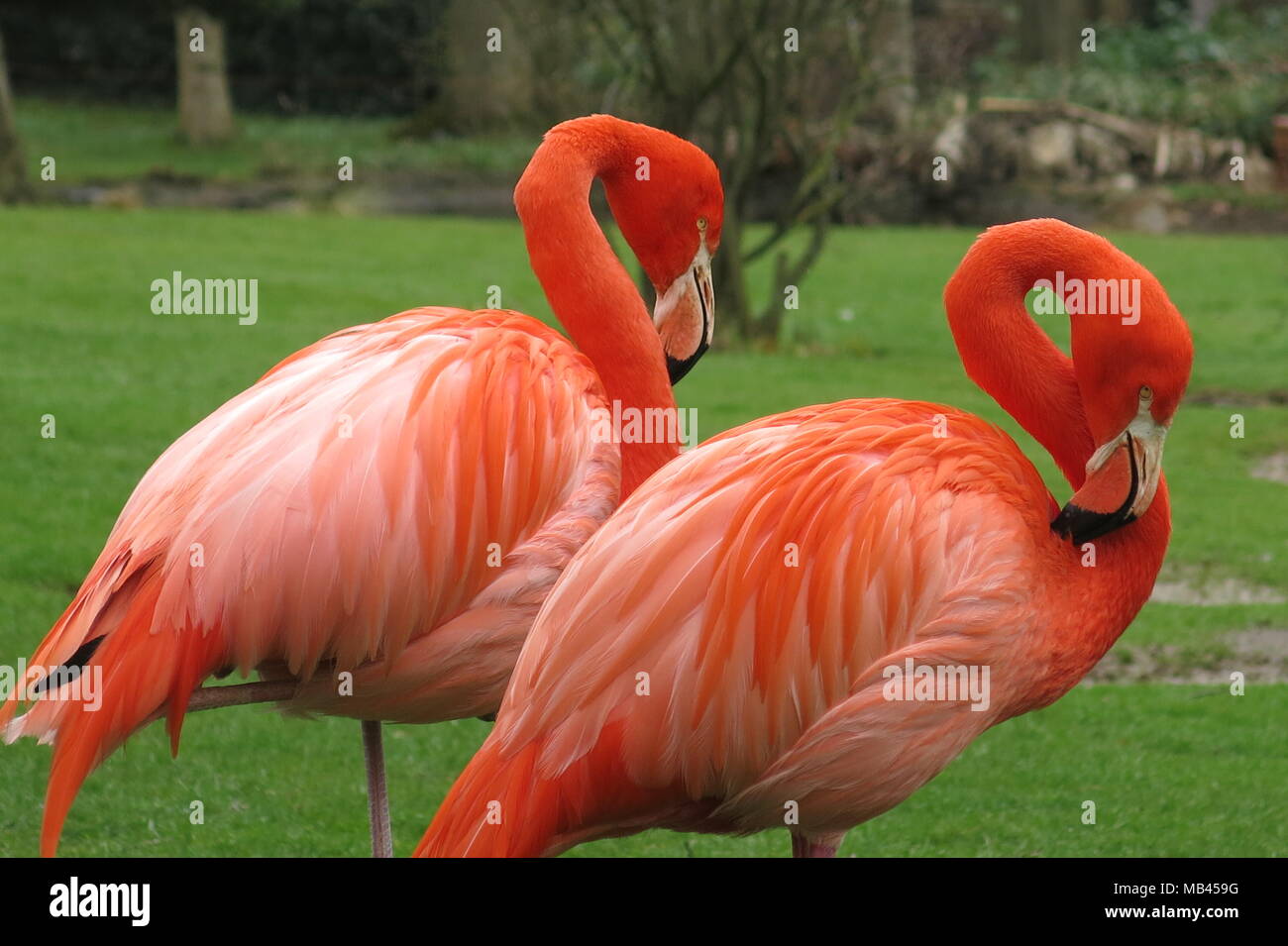 A pair of brightly coloured flamingos, whose orange plumage is very striking against the fresh green grass of spring time Stock Photo