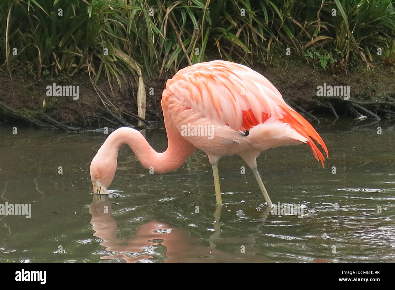 A single, salmon-coloured flamingo with its elegant neck and spindly legs, dipping its head in and out of the water Stock Photo