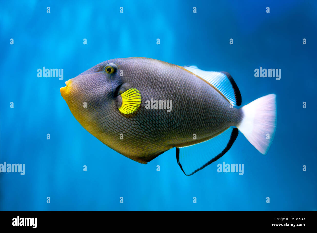Photo of exclusive Triggerfish Stock Photo