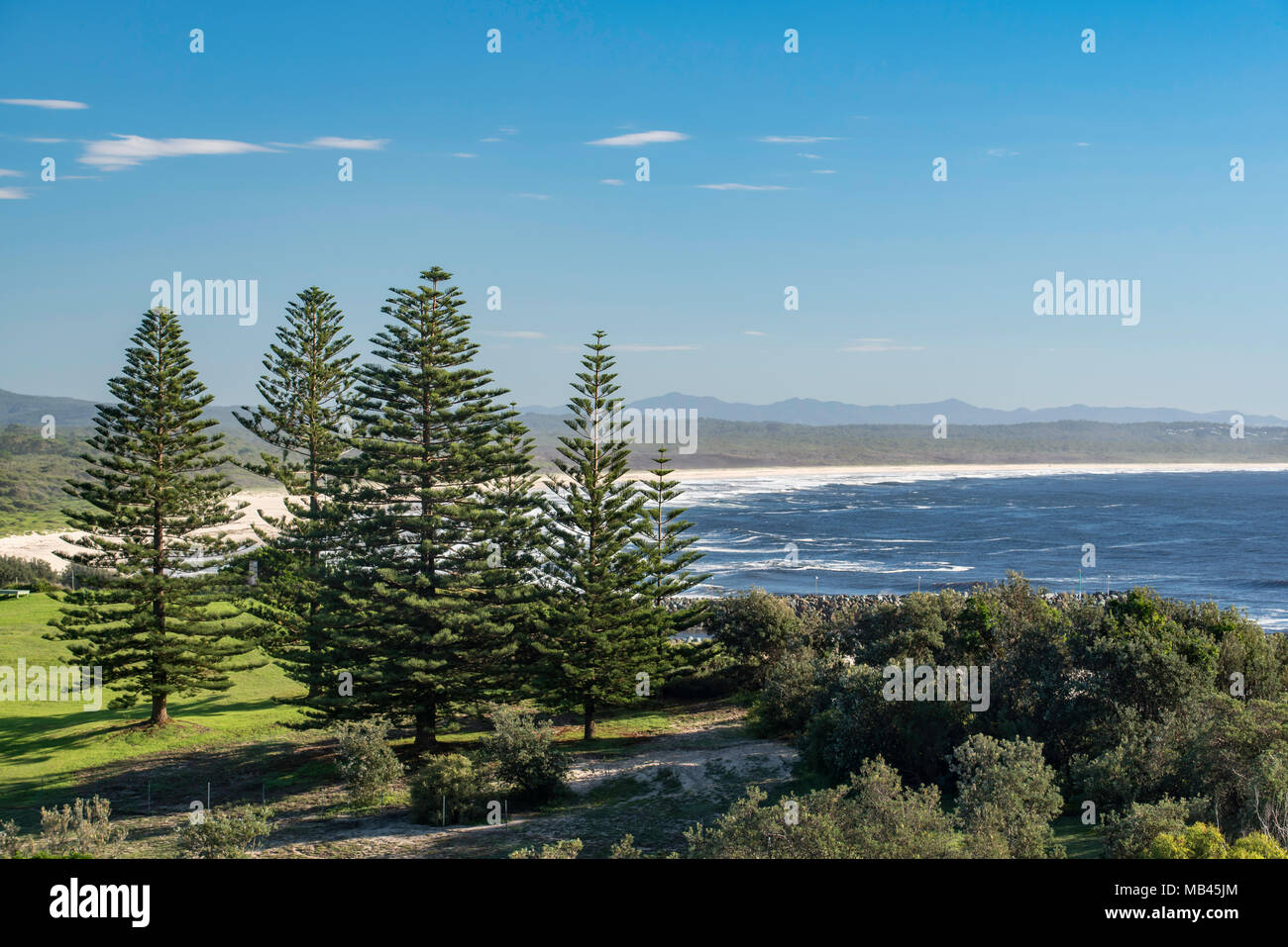 Norfolk Pines High Resolution Stock Photography And Images Alamy