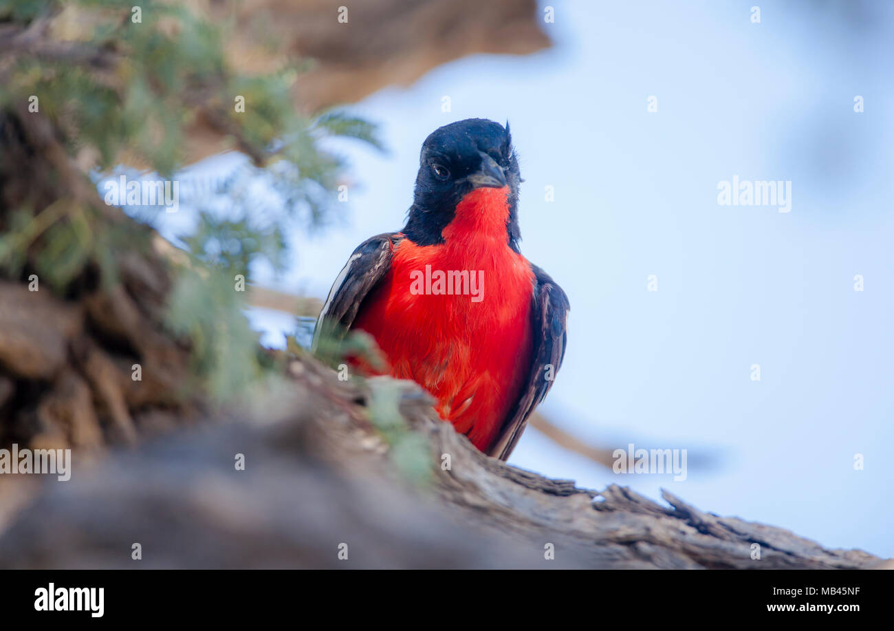 Crimson Breasted Gonolek High Resolution Stock Photography And Images Alamy