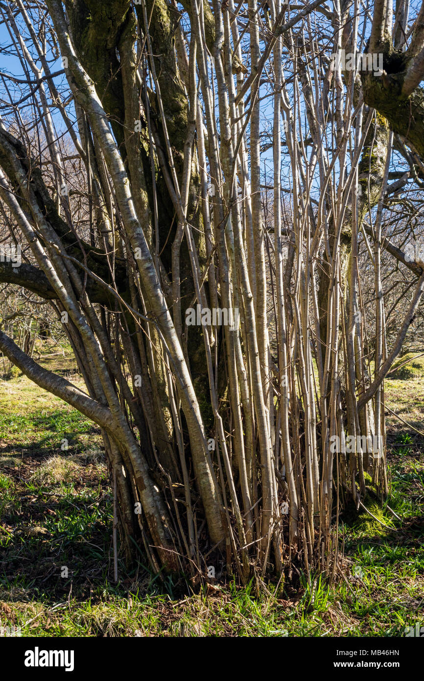 Coppiced hazel trees in Wensleydale. Stock Photo