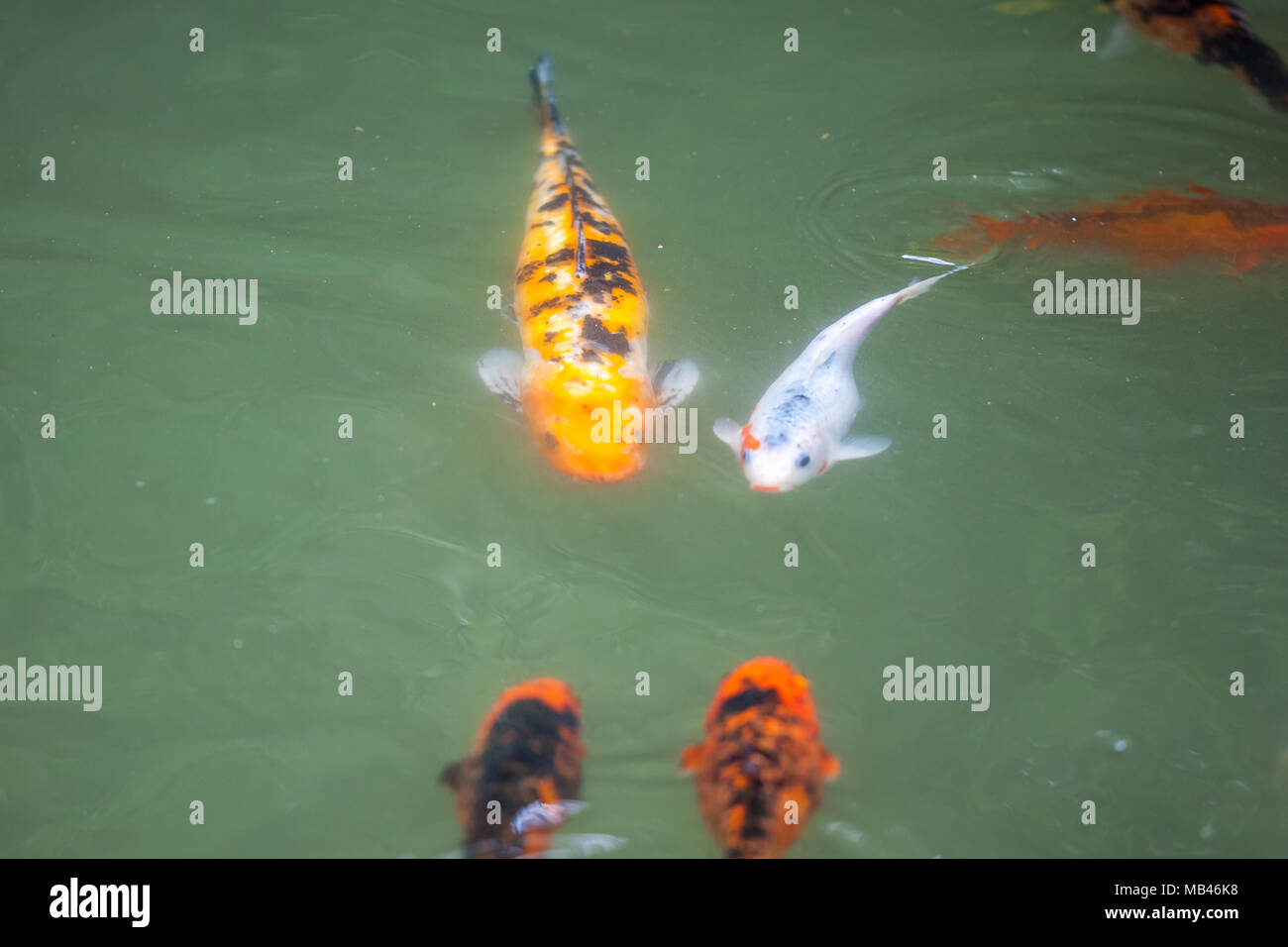Japan fish call Carp or Koi fish colorful, Many fishes many color swimming  in the pond Stock Photo - Alamy