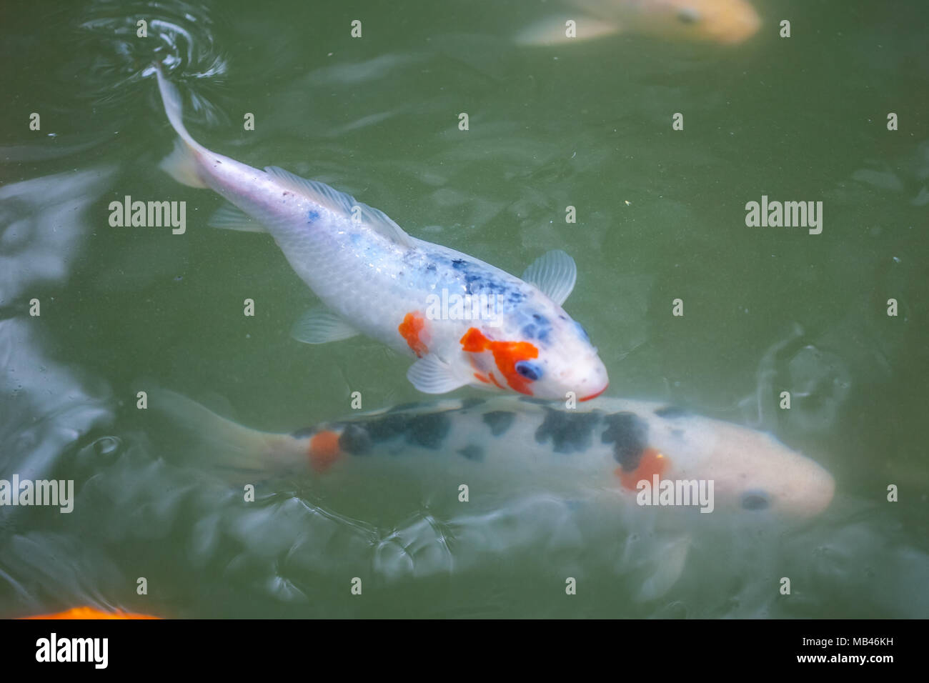 Japan fish call Carp or Koi fish colorful, Many fishes many color swimming  in the pond, Batumi, Georgia Stock Photo - Alamy