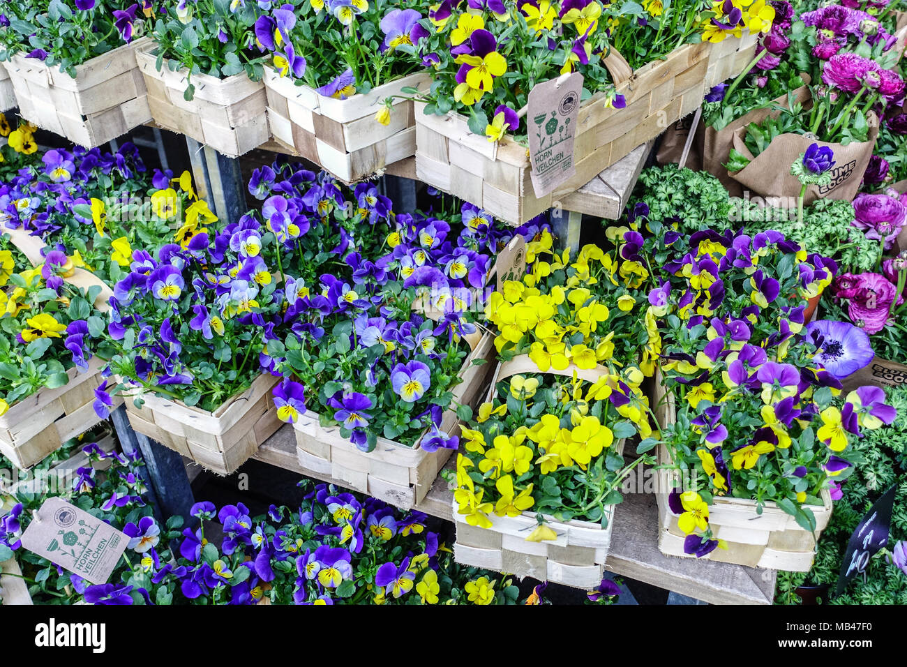 Pansies, Viola tricolor for sale in basket Stock Photo