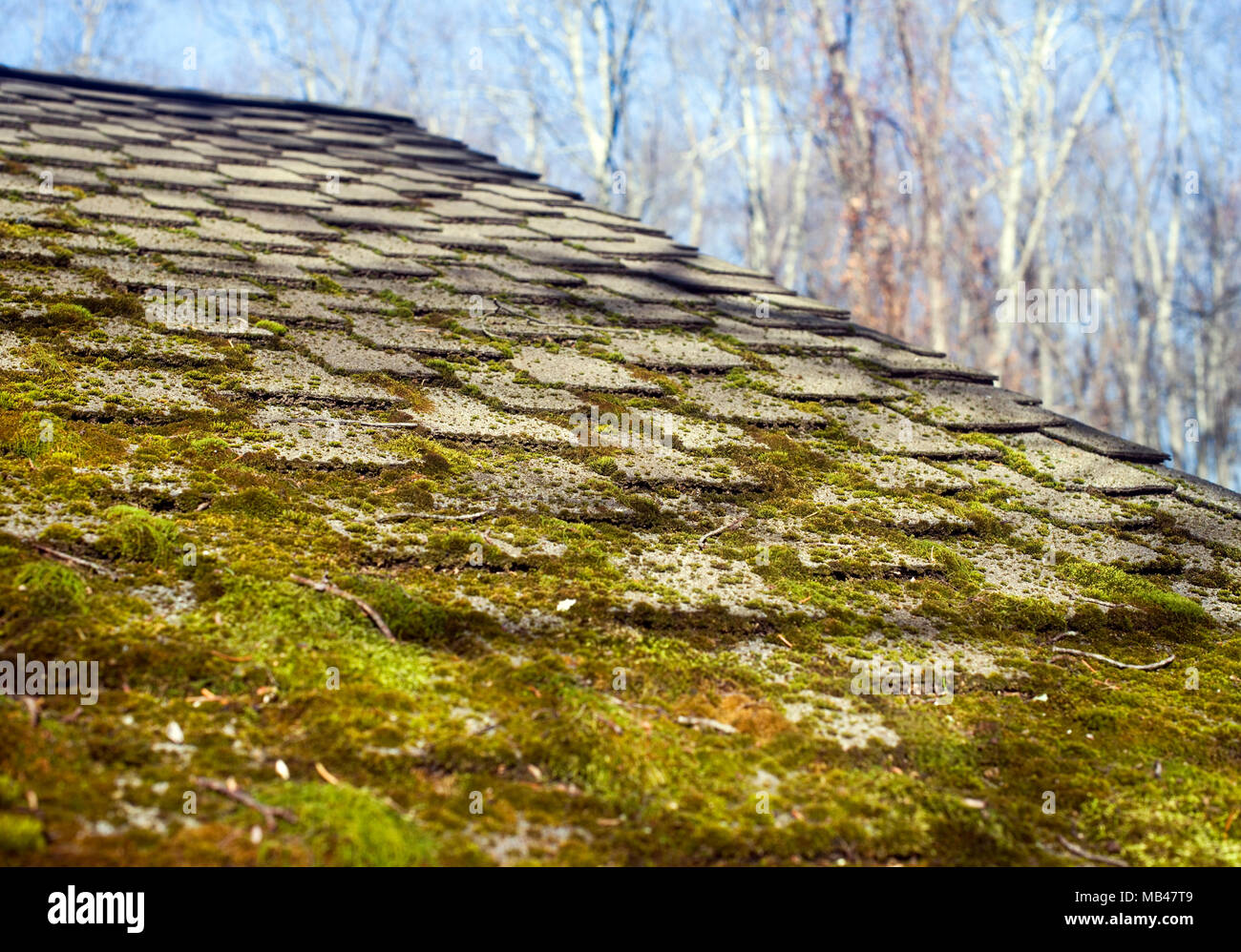 leaves in house gutter with moss growing on shingle roof Stock Photo