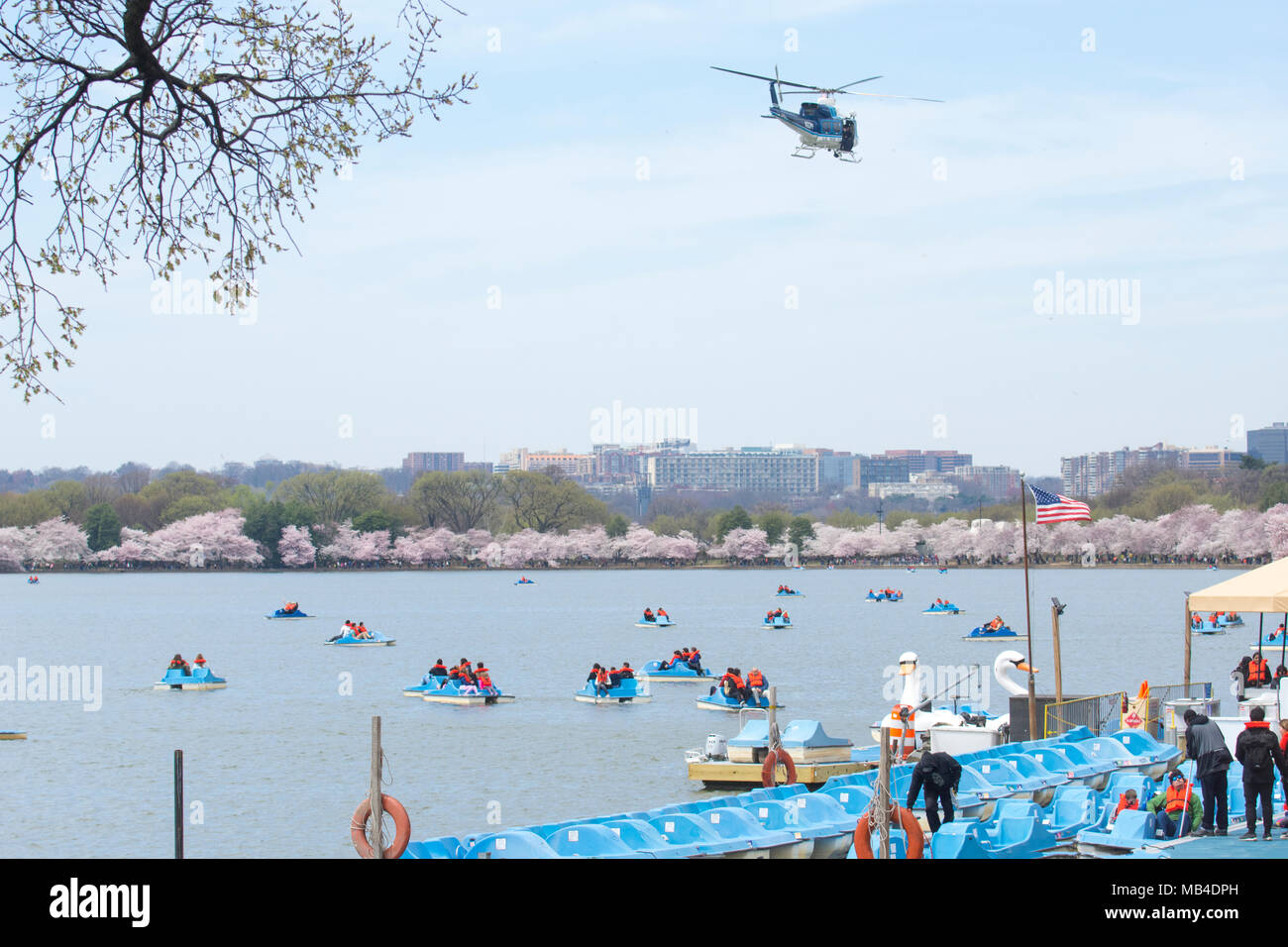 Tidal basin paddle boats hires stock photography and images Alamy