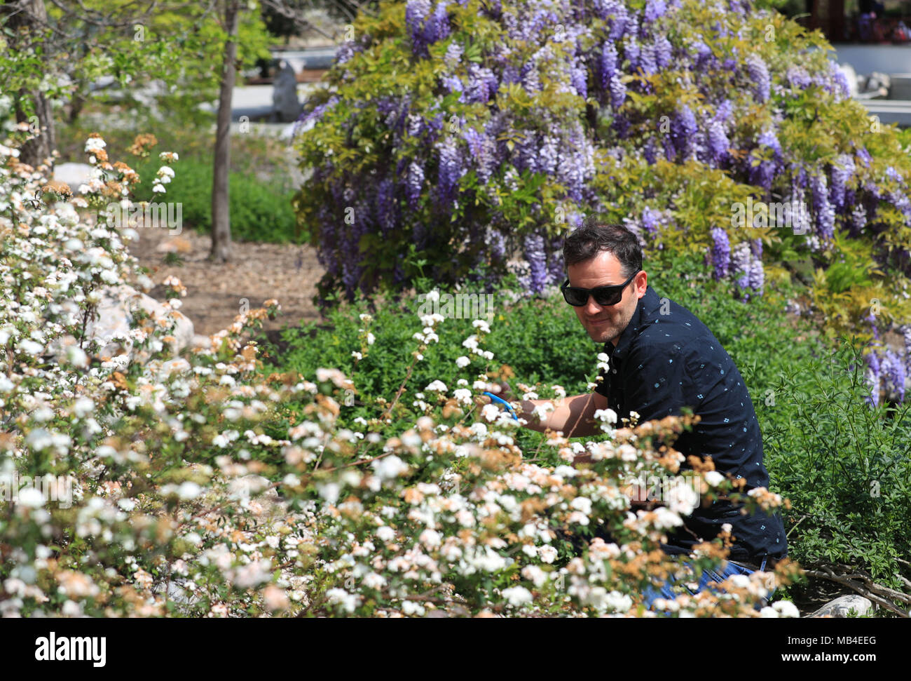 Los Angeles, USA. 6th Apr, 2018. A visitor appreciates flowers in the Chinese Garden at the Huntington Library, Art Collections and Botanical Gardens in Los Angeles, the United States, April 6, 2018. Credit: Li Ying/Xinhua/Alamy Live News Stock Photo