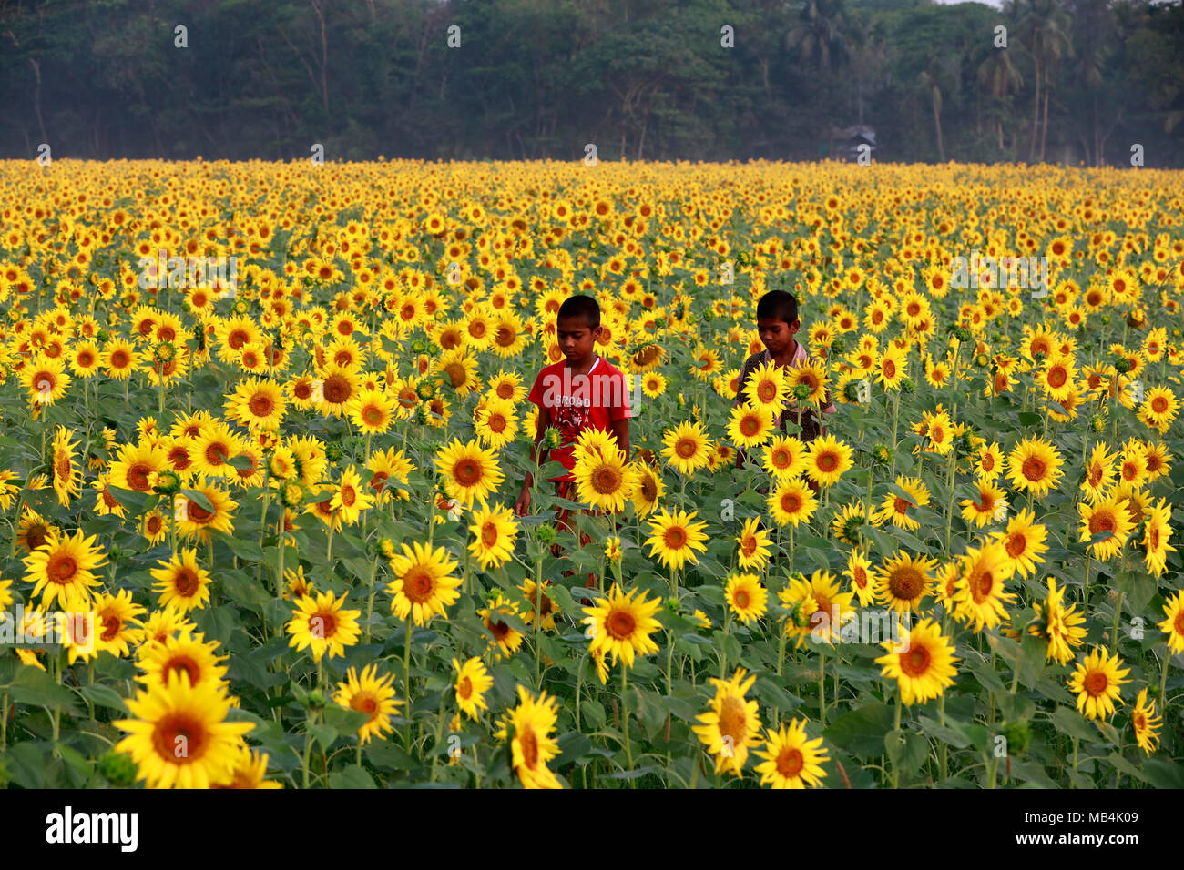 Bangladesh sunflower hires stock photography and images Alamy