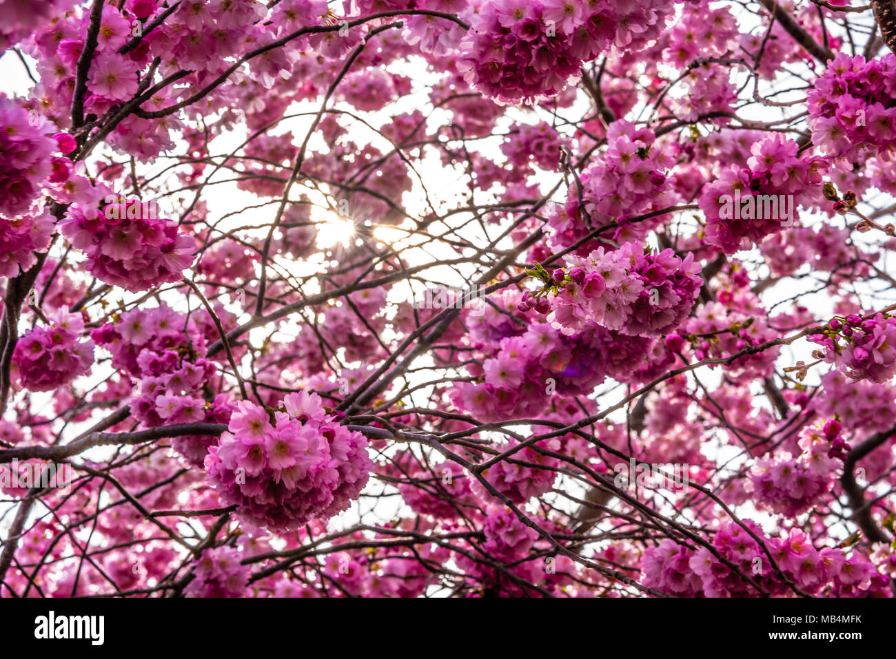 Pink blossom. Early spring tree blossom on Cliff Gardens, Southend on
