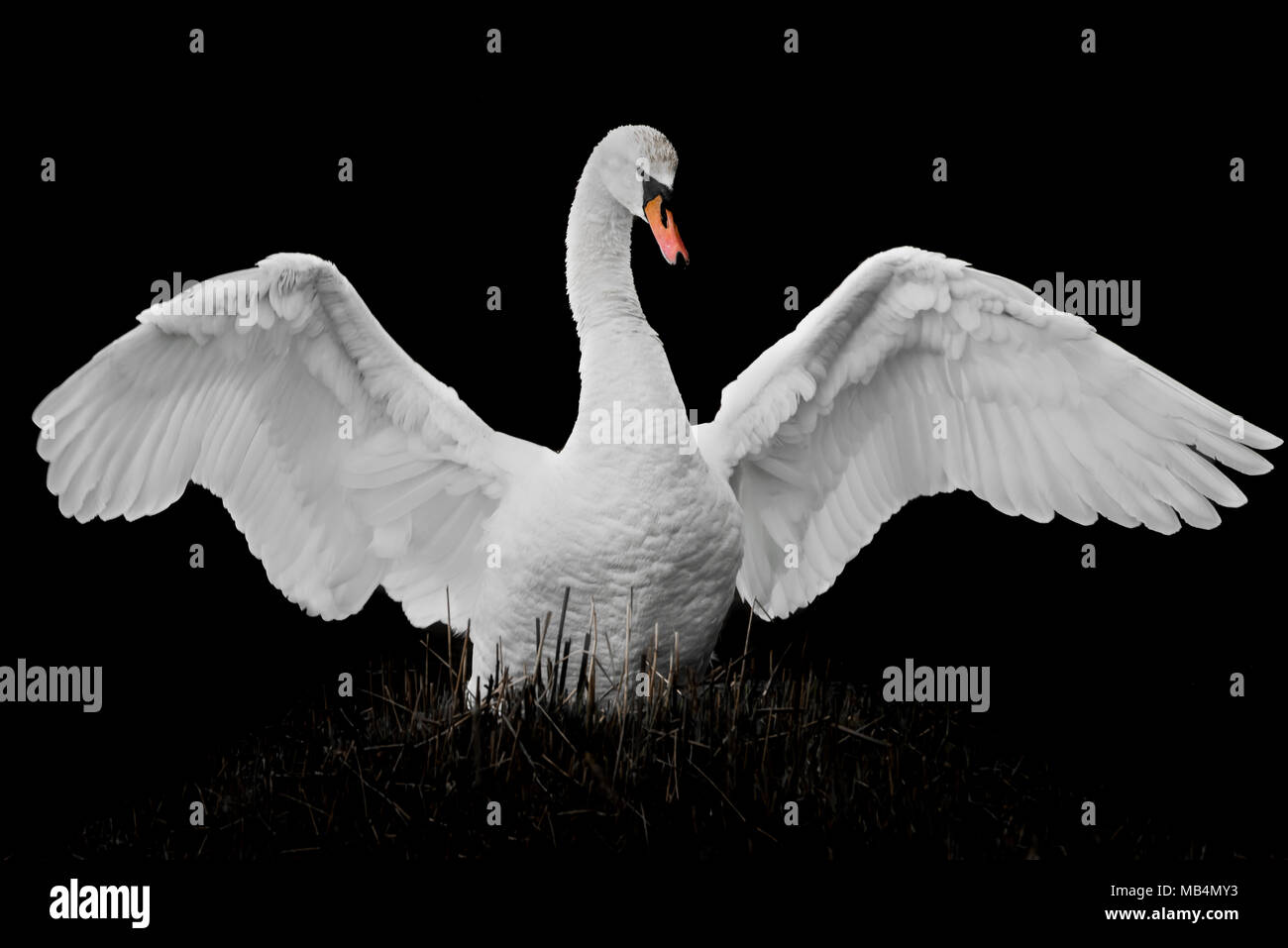Frontal Portrait of a Flapping Mute Swan Against a Black Background Stock Photo