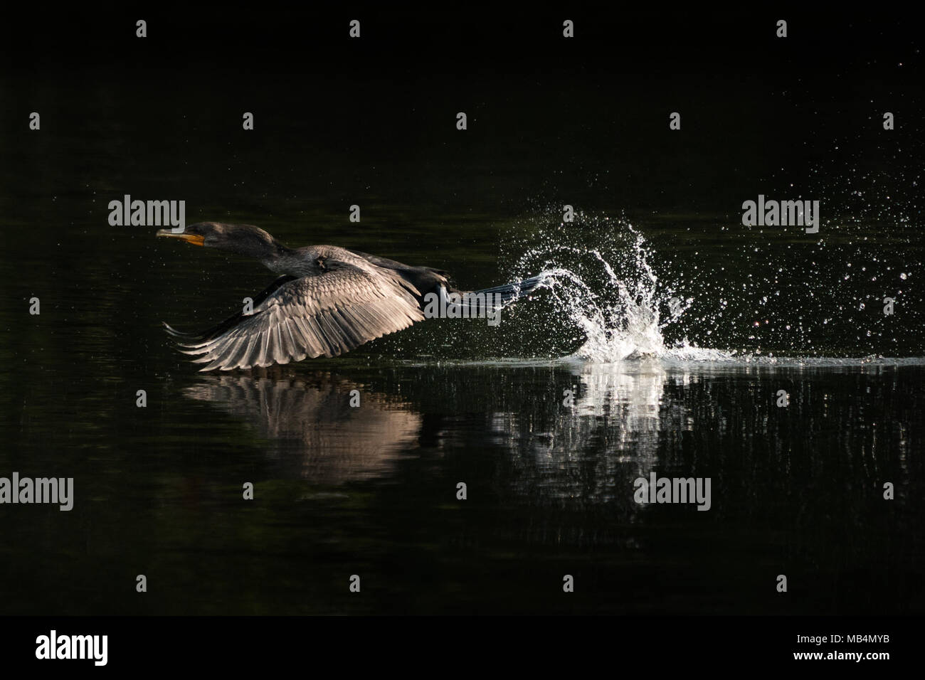 A Coromorant Splashing and Taking Off Over Water Stock Photo