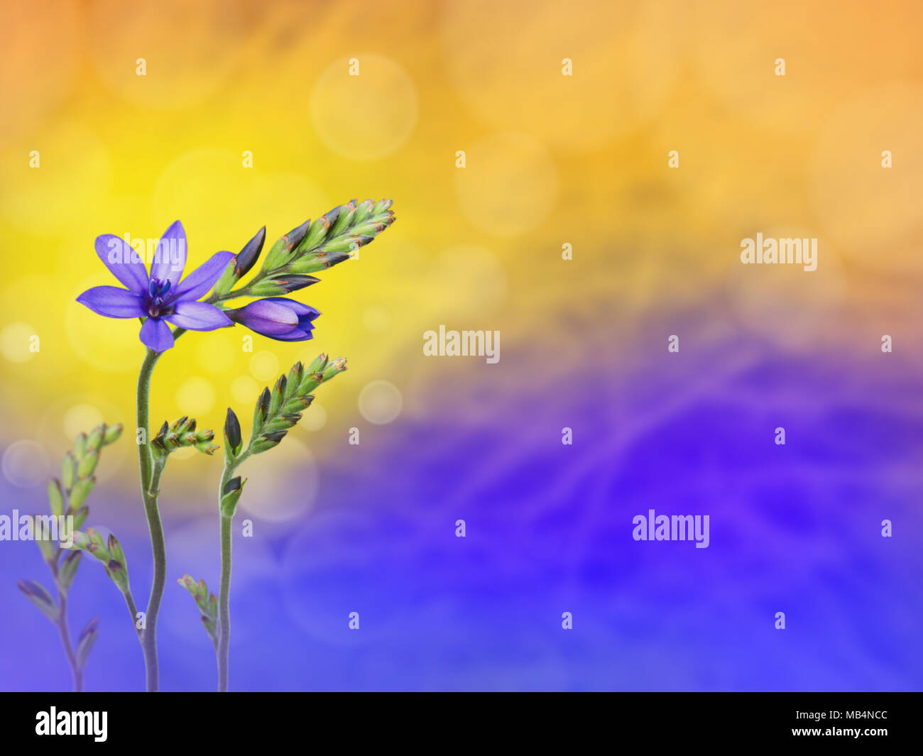 Purple freesia flowers and buds on the blue yellow blurred background. Floral desktop. Stock Photo