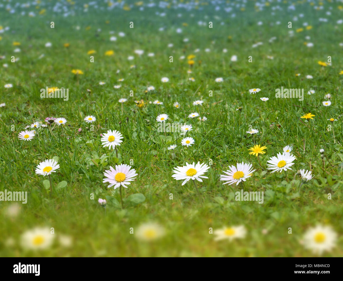 Green grass lawn with white daisy and yellow dandelion flowers spring blurred background Stock Photo