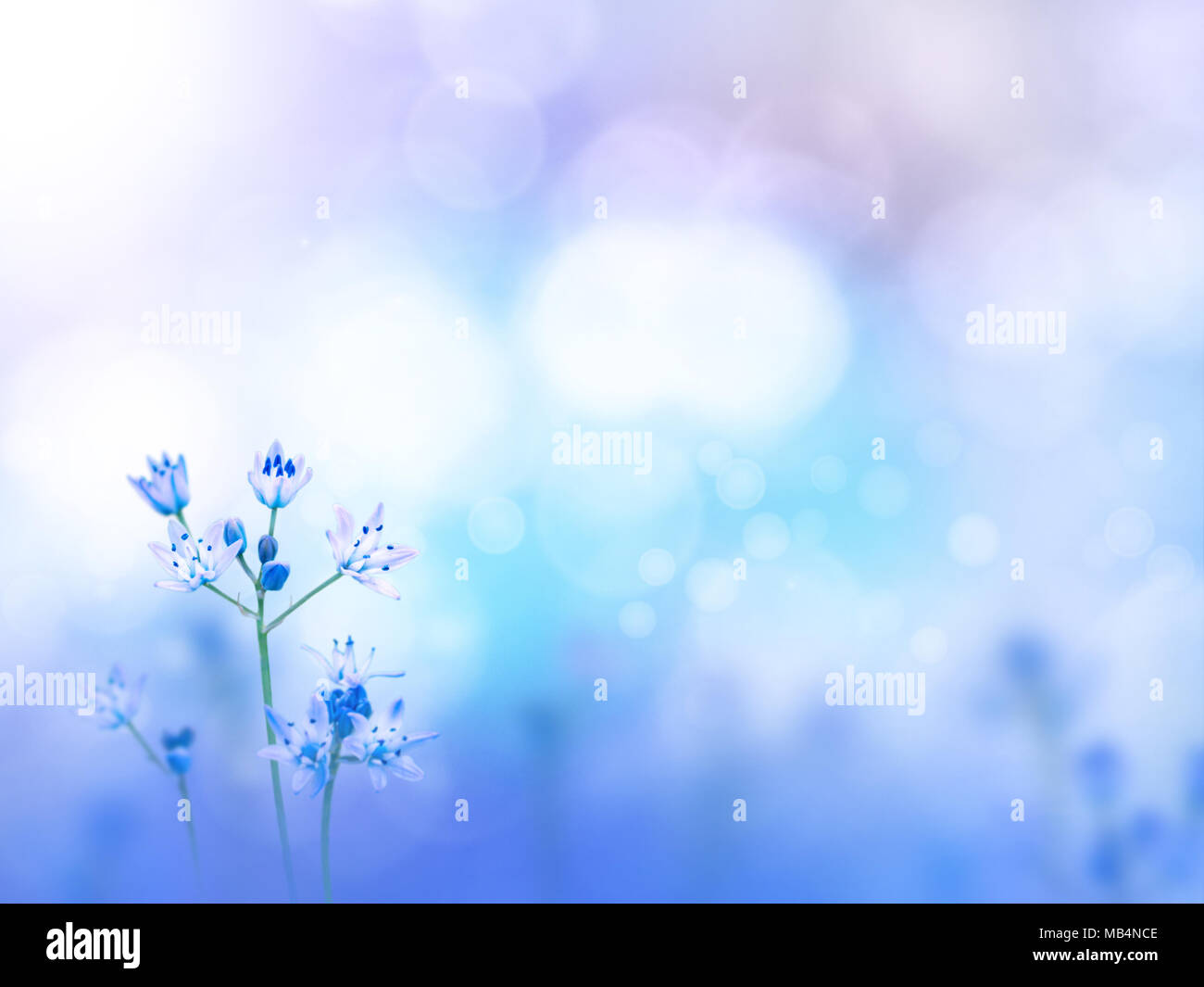 Light purple flowers on the blue turquoise blurred background. Floral desktop. Stock Photo