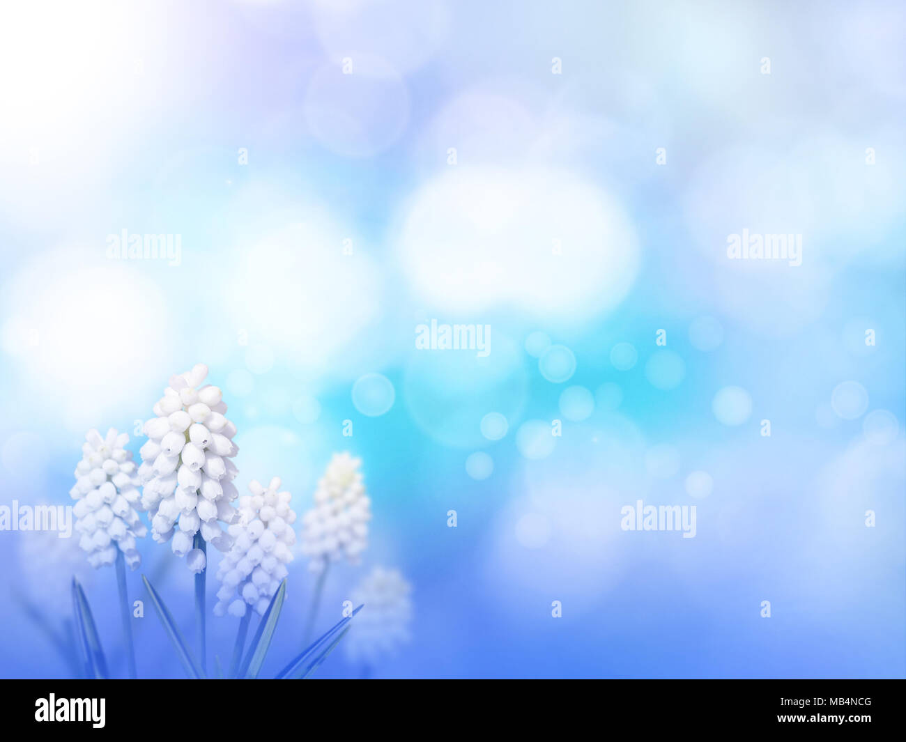 Muscari or grape hyacinth white flowers on the blue turquoise blurred background. Floral desktop. Stock Photo