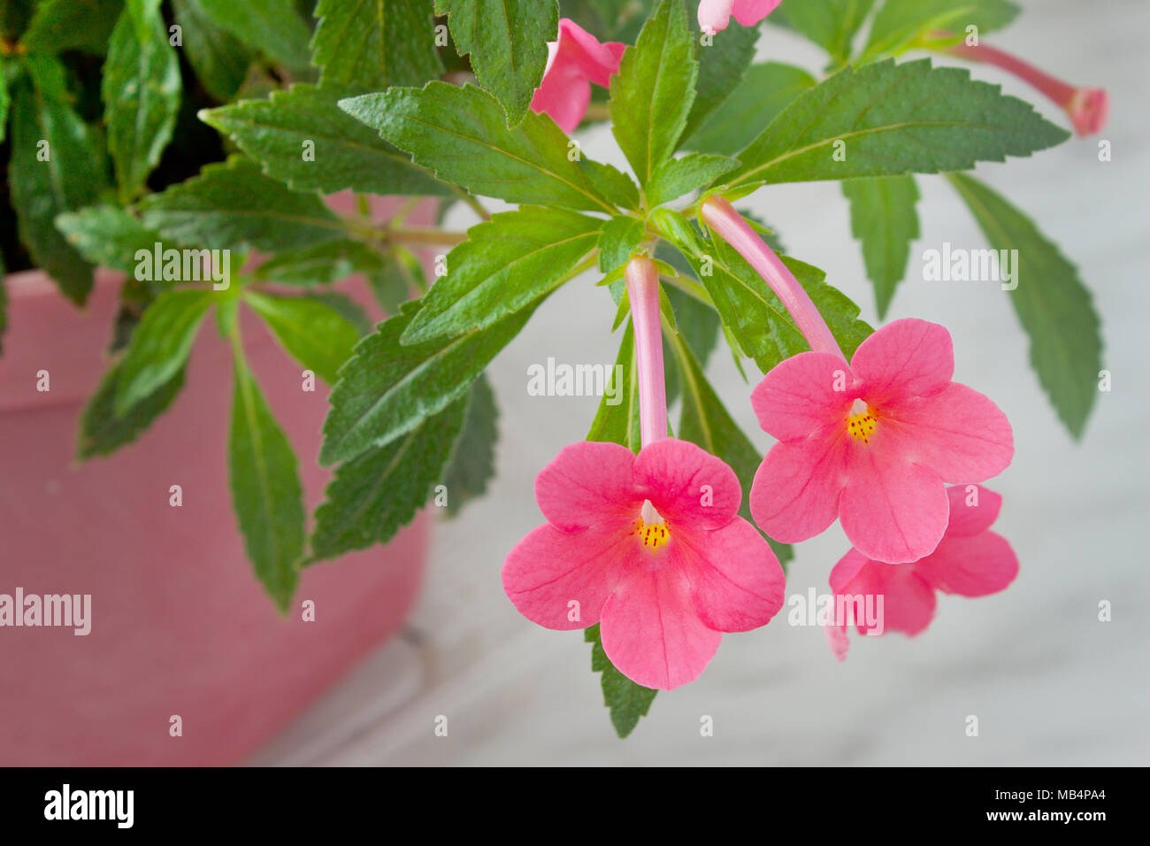 Two beautiful  pink flowers home plants (Achimenes) Stock Photo