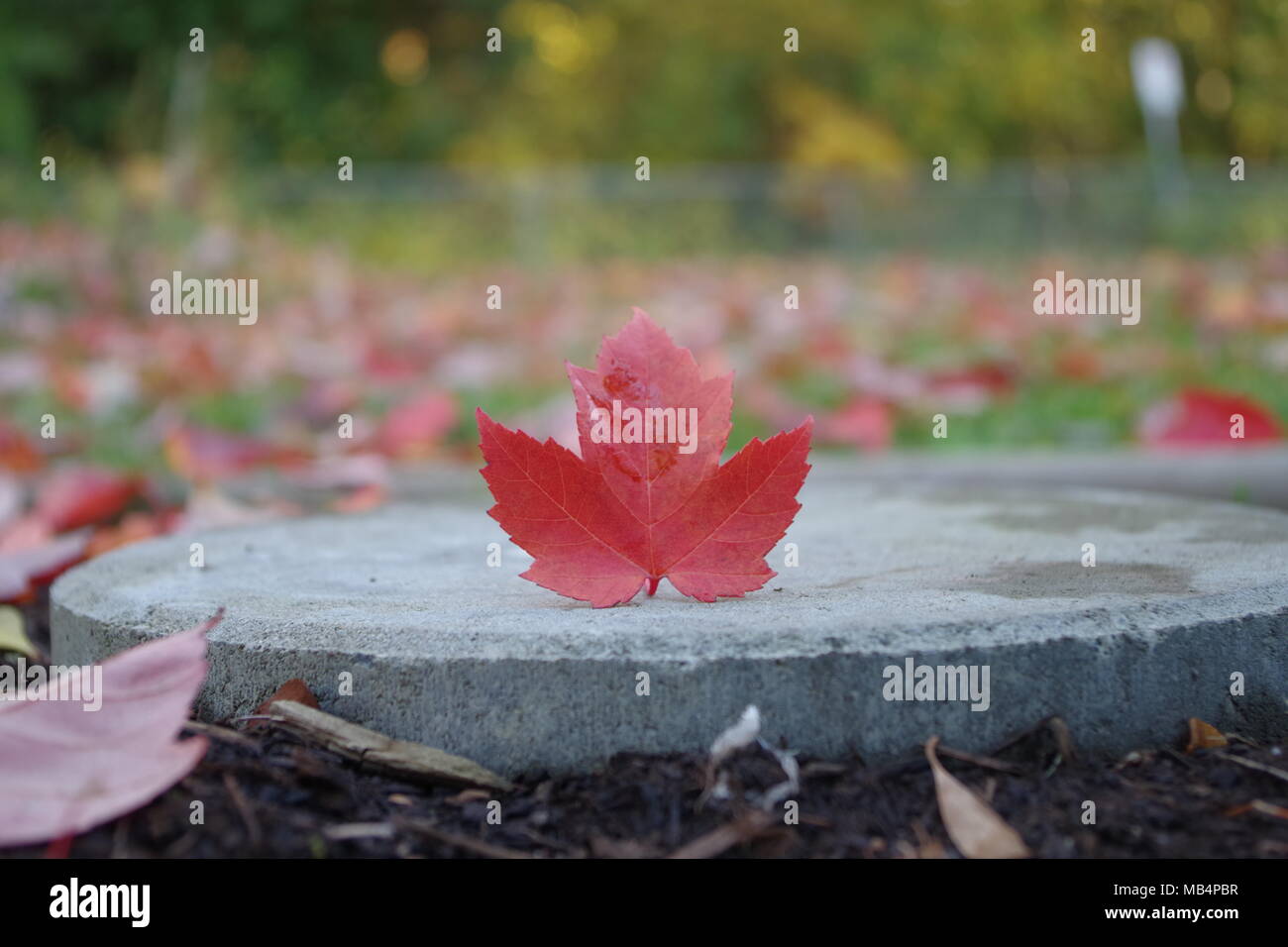 A Single Canadian Maple leaf on a round tile, with a field of maple ...