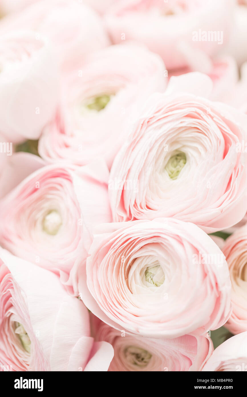 Persian buttercup. Bunch pale pink ranunculus flowers light background