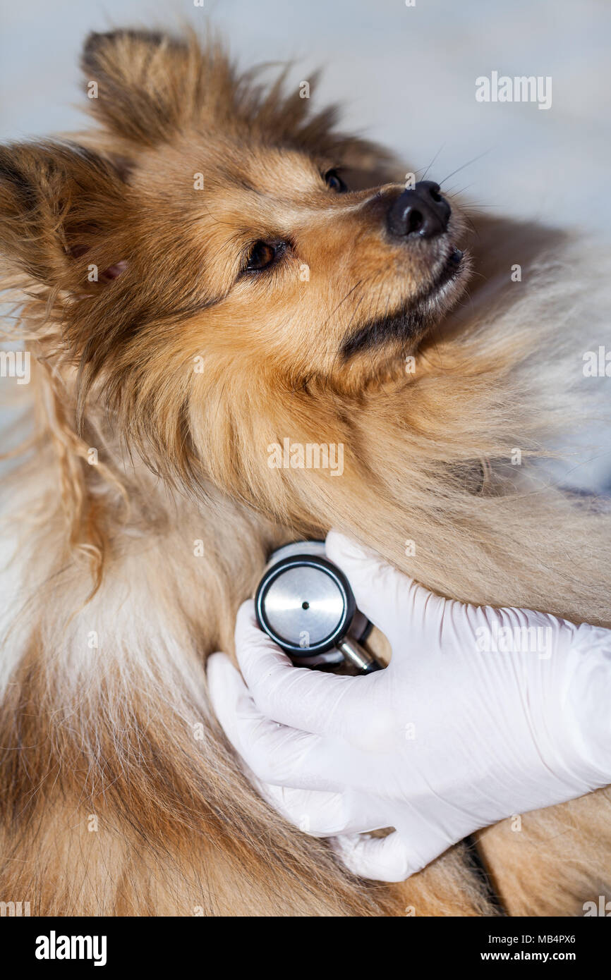 Fluffy lung hires stock photography and images Alamy