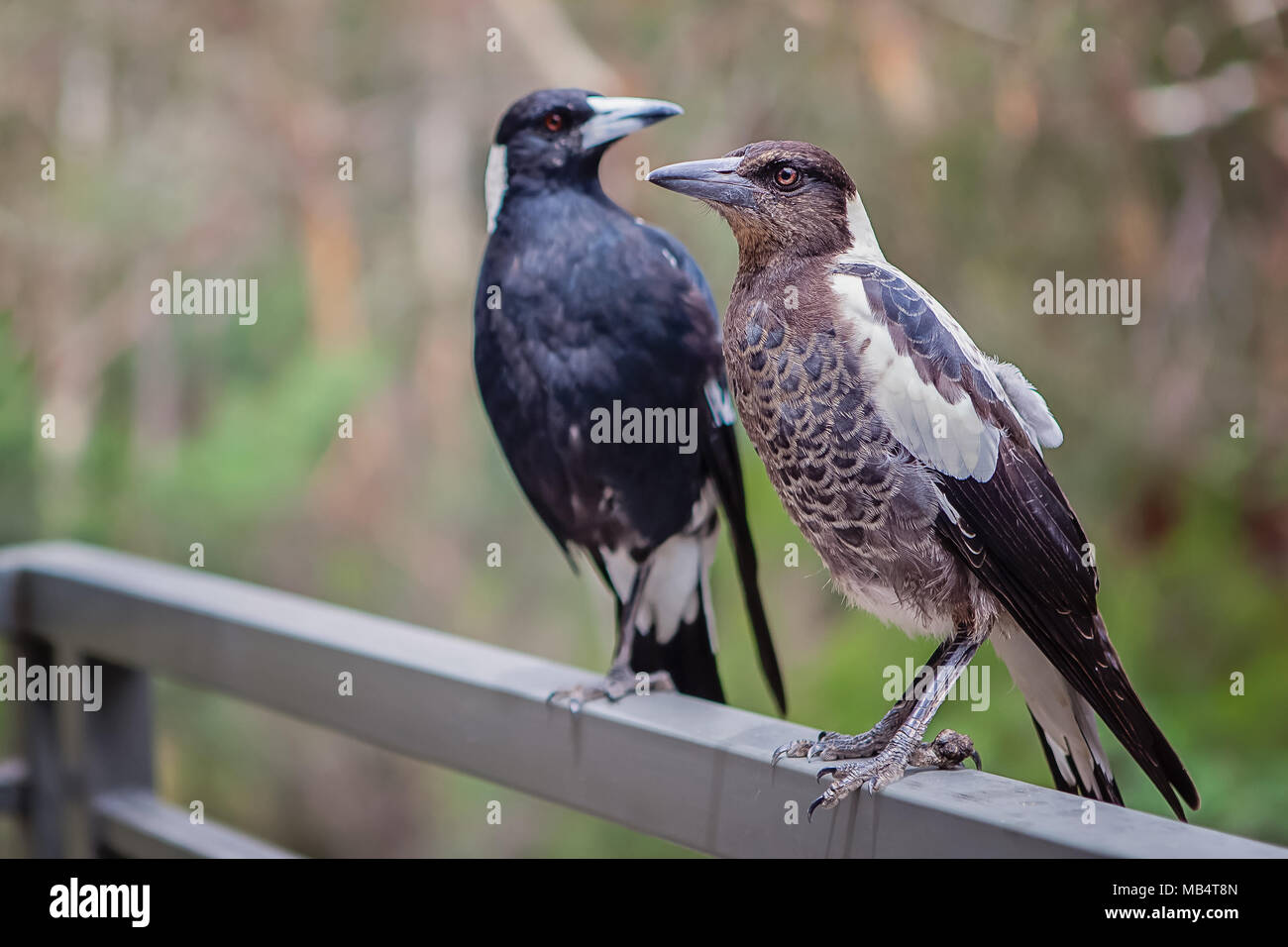 Close up adult and young magpie birds standing a balcony rail Stock Photo