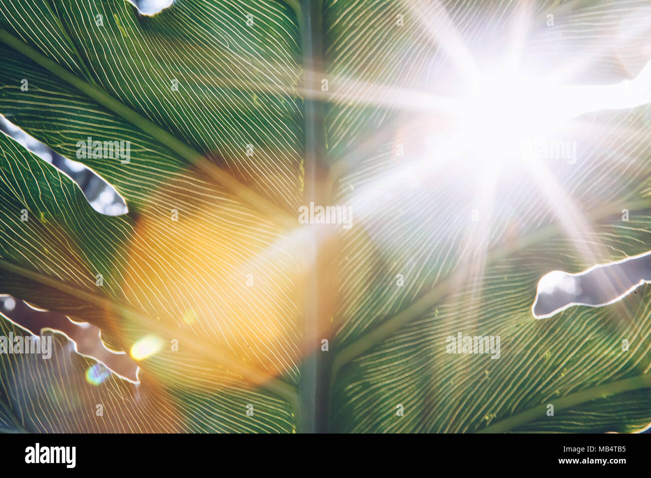 sun flare through a large tropical monstera leaf Stock Photo