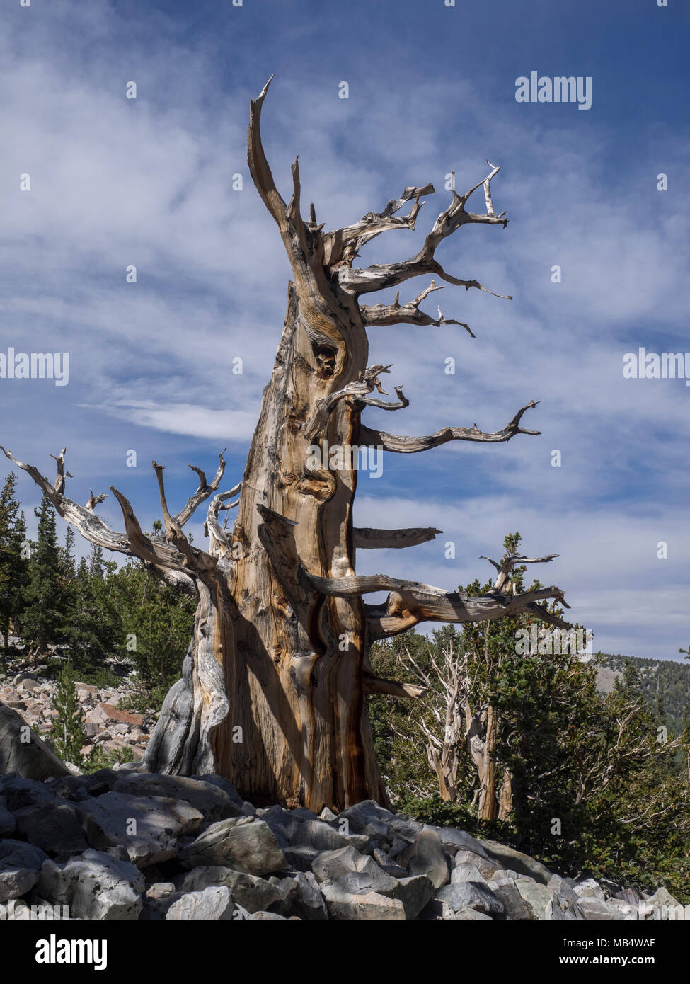 Bristlecone pine in the Wheeler Peak Grove at Great Basin National Park near Baker, Nevada Stock Photo