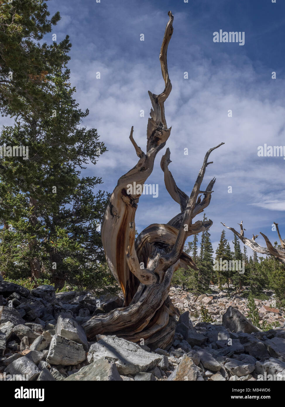Bristlecone pine in the Wheeler Peak Grove at Great Basin National Park near Baker, Nevada Stock Photo