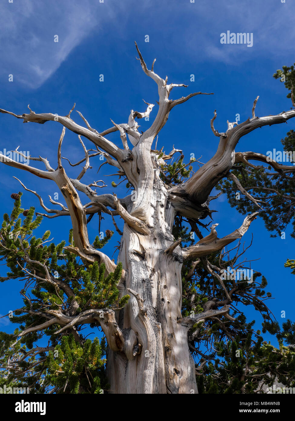 Bristlecone pine in the Wheeler Peak Grove at Great Basin National Park near Baker, Nevada Stock Photo